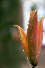 Macro shot on yellow lily flower in summer day.