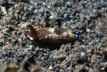 Chelidonura Sea Slug