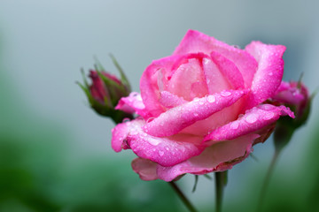 Obraz premium Pink rose closeup with water drops. Flowers background.