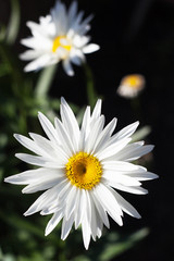 white flowers in daylight