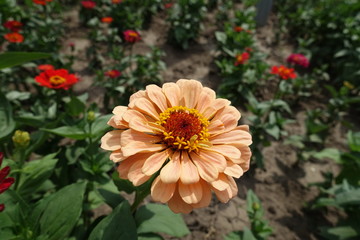 Peach colored flower head of Zinnia elegans