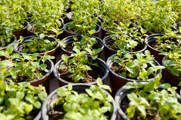 Nursery garden plant in pot for sale. Market center.