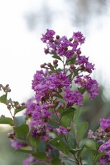 Cluster of purple flower blooms against a white background