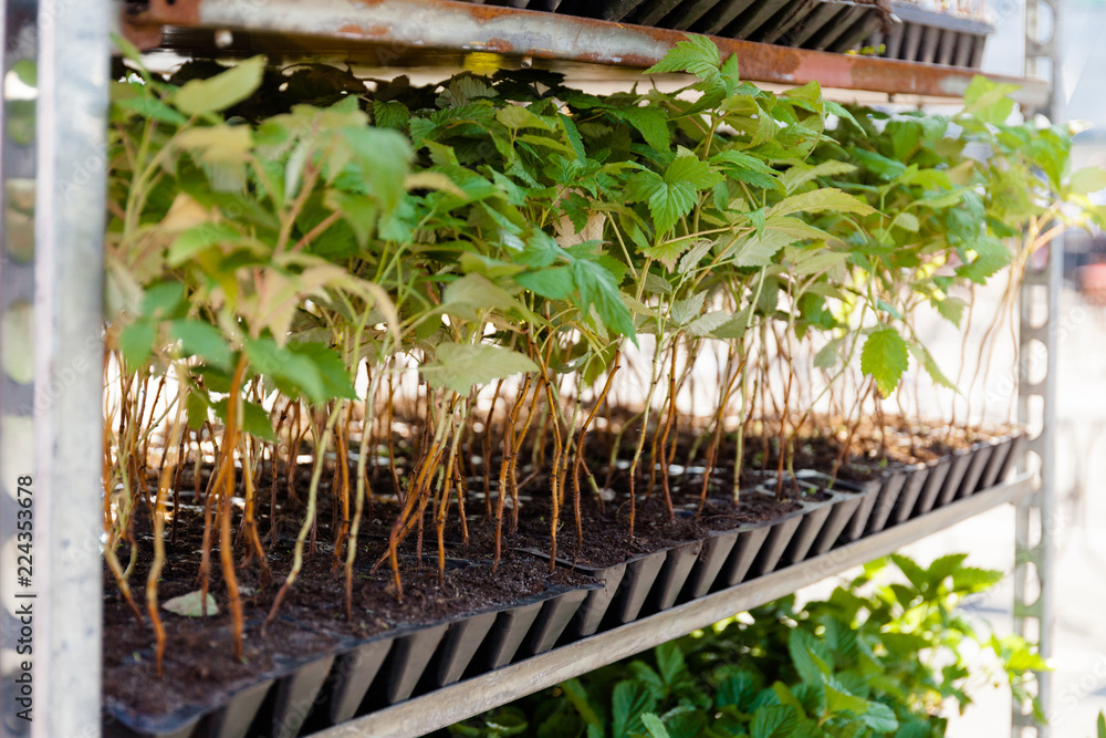 Poster sprouts and seedlings of raspberries in a container in a garden store.