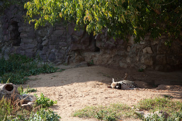 sleeping hyena under a tree