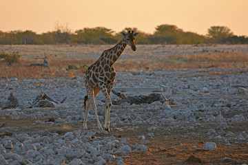 Obraz premium Steppengiraffe (giraffa camelopardalis) im Abendlicht am Wasserloch Okaukuejo im Etosha Nationalpark (Namibia)
