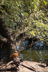 bird sitting under a tree