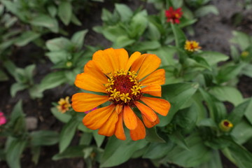 Orange flower head of Zinnia elegans in June