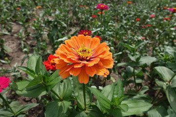 Pale orange flower head of Zinnia elegans