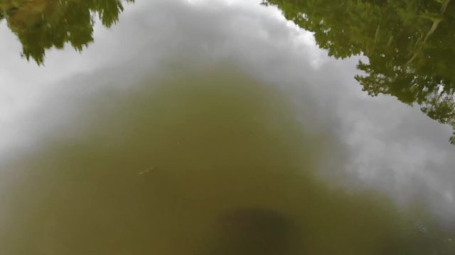 Alligator gar circling a school of fish in the San Jacinto River near Houston, Texas by drone