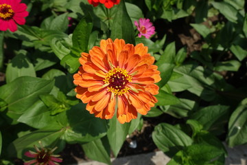 View of double orange flower of Zinnia elegans from above