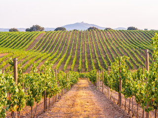 Wijnstokken in een wijngaard in de regio Alentejo, Portugal, bij zonsondergang