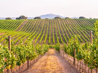 Crédence en verre imprimé Vignoble Vignes dans un vignoble de la région de l& 39 Alentejo, Portugal, au coucher du soleil