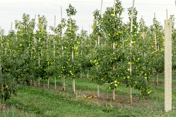Fototapeta na wymiar Green nature apple on trees in orchard