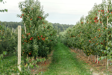 Green nature apple on trees in orchard