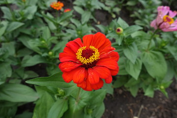 Bright red flower head of Zinnia elegans