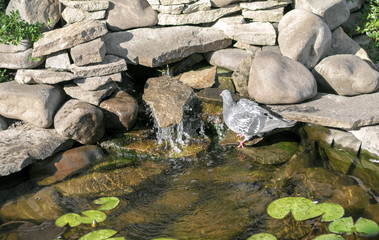 artificial creek with rocks and dove