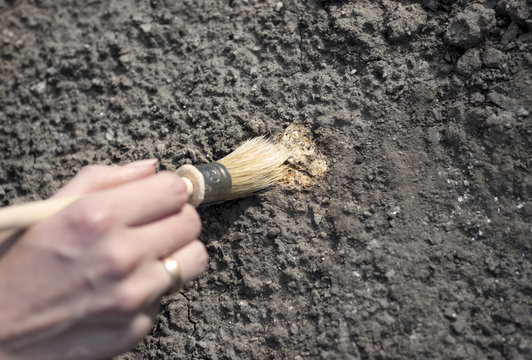 archeology female hand holds brush a tassel excavation of rare materials treasure hunt and archeology find rare  resources Ideal for archeology news