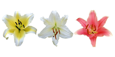 Naklejka na ściany i meble Colorful Lily Flowers Isolated on White Background