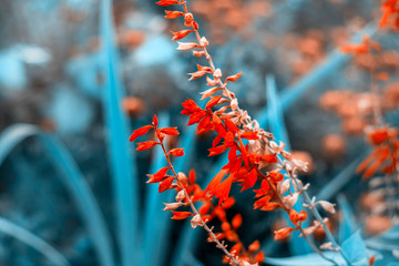 Quassia amara L. close-up in the garden  fantastic coloring