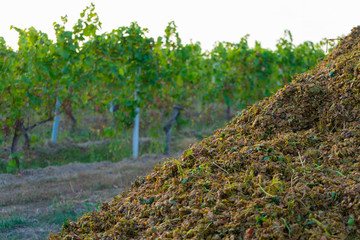 Trester liegt neben Weinreben