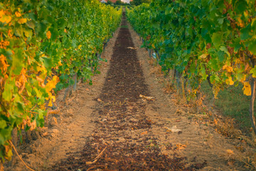 Trester als D&uuml;ngung neben Weinreben