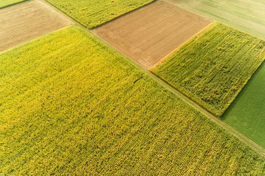 Luftbild mit der Drohne &uuml;ber Maisfeldern im Sommer