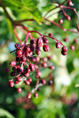 Sambucus Nigra (elder, elderberry, black elder, European elder, European elderberry and European black elderberry) fruit cluster branch with unripe red berries and green leaves blurry background