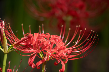 彼岸花アップ
