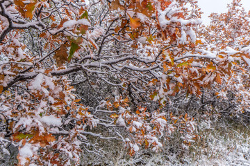 Gambel oak bush in full fall colors highlighted by fresh snow accumulation on branches and leaves
