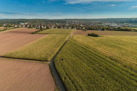 Luftbild mit der Drohne über Maisfeldern im Sommer
