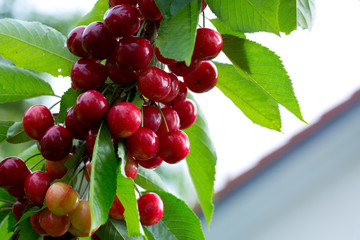 Macro shot on red cherries in the summer garden.