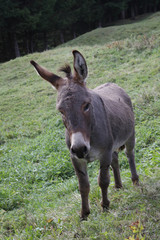 Esel auf Weide, Südtirol, Italien, Europa