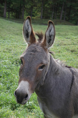 Esel auf Weide, Portrait