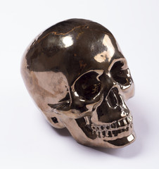 Calavera fondo blanco