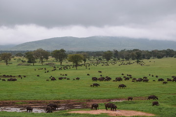 Fototapeta na wymiar Buffaloes grazing at Taita Hills Game Sanctuary, Voi, Kenya