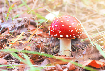 Poisonous mushrooms in the forest, the fly agaric is red. (Lat Amanita muscaria). Contains a narcotic substance of vegetable origin. Selective focus, close-up.