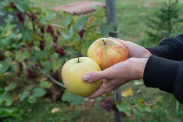 Two apples in woman's hands