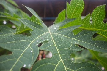 The droplets of dew on green leaves