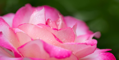 Pink rose closeup with watwr drop. Holiday background.