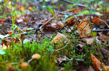Mossy, or Mosses, or True Mosses, or Bryophytes (Latin Bryophyta) in the forest. It controls the water balance of landscapes, it is used in construction, in floriculture. Selective focus.