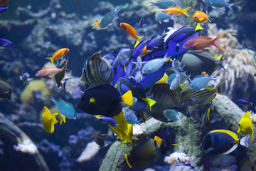 Fototapeta na wymiar colorful fishes on the coral reef