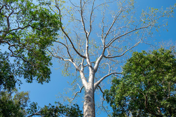 Ta Prohm temple with close up giant banyan tree