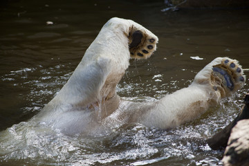 polar bear playing in water