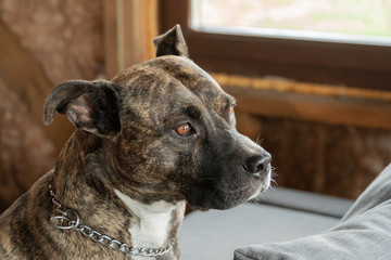 Amstaff brindle color dog