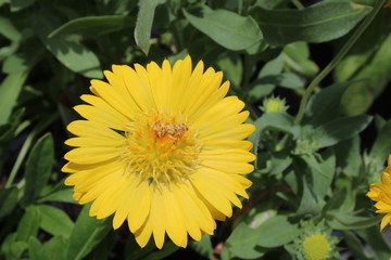 Yellow and more yellow