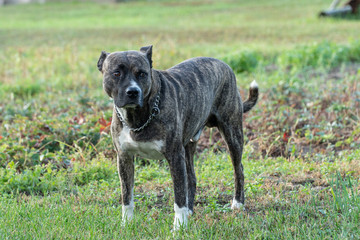 Amstaff brindle color dog
