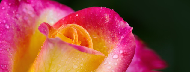 Red yellow rose closeup with watwr drop.