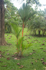 Betel palm or betel nut