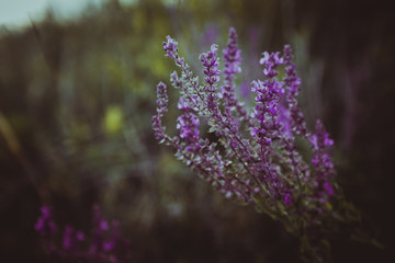 purple lavender on a background of a field